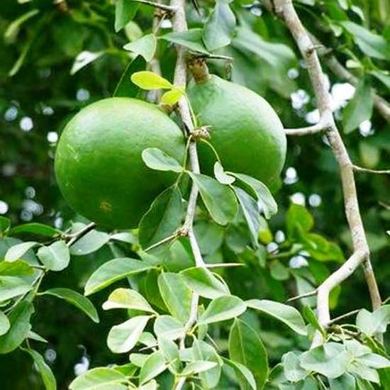 మారేడు వృక్షం విశిష్టత ఏంటి?